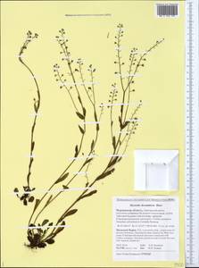 Myosotis decumbens, Eastern Europe, Northern region (E1) (Russia)