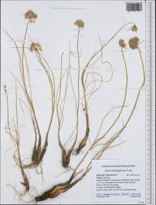 Allium dshungaricum Vved., South Asia, South Asia (Asia outside ex-Soviet states and Mongolia) (ASIA) (China)
