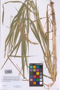 Phalaris arundinacea L., Eastern Europe, Moscow region (E4a) (Russia)
