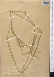Festuca arundinacea Schreb. , nom. cons., Middle Asia, Caspian Ustyurt & Northern Aralia (M8) (Kazakhstan)