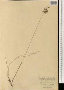 Anthoxanthum glabrum (Trin.) Veldkamp, Mongolia (MONG) (Mongolia)