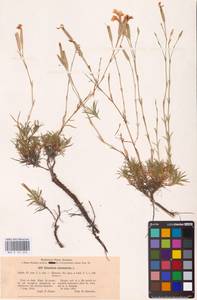 Dianthus arenarius L., Eastern Europe, North Ukrainian region (E11) (Ukraine)