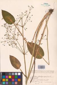 Alisma plantago-aquatica L., Eastern Europe, Western region (E3) (Russia)