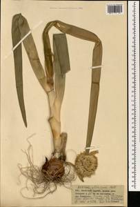 Allium altaicum Pall., Mongolia (MONG) (Mongolia)