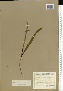 Scilla bifolia L., Eastern Europe, North Ukrainian region (E11) (Ukraine)