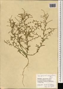 Corispermum mongolicum Iljin, Mongolia (MONG) (Mongolia)