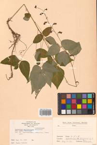 Hylodesmum podocarpum subsp. oxyphyllum (DC.) H.Ohashi & R.R.Mill, South Asia, South Asia (Asia outside ex-Soviet states and Mongolia) (ASIA) (Japan)