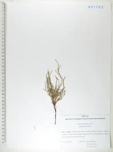 Equisetum arvense L., Siberia, Russian Far East (S6) (Russia)