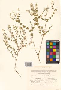 Lepidium perfoliatum L., Eastern Europe, Rostov Oblast (E12a) (Russia)