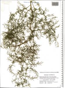Asparagus verticillatus L., Caucasus, Krasnodar Krai & Adygea (K1a) (Russia)