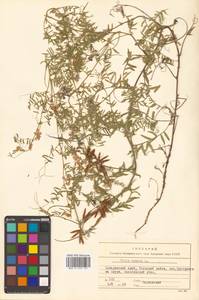 Vicia cracca L., Siberia, Russian Far East (S6) (Russia)