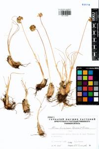 Allium tuvinicum (N.Friesen) N.Friesen, Siberia, Altai & Sayany Mountains (S2) (Russia)