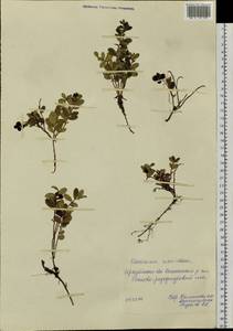 Vaccinium vitis-idaea L., Siberia, Baikal & Transbaikal region (S4) (Russia)