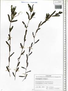 Potamogeton crispus L., Eastern Europe, Central forest region (E5) (Russia)