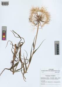 Tragopogon orientalis L., Siberia, Altai & Sayany Mountains (S2) (Russia)