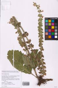 Salvia austriaca Jacq., Eastern Europe, Rostov Oblast (E12a) (Russia)
