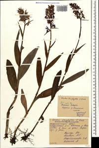 Dactylorhiza urvilleana (Steud.) H.Baumann & Künkele, Caucasus, Stavropol Krai, Karachay-Cherkessia & Kabardino-Balkaria (K1b) (Russia)