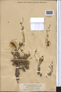 Zygophyllum pinnatum Cham. & Schltdl., Middle Asia, Muyunkumy, Balkhash & Betpak-Dala (M9) (Kazakhstan)