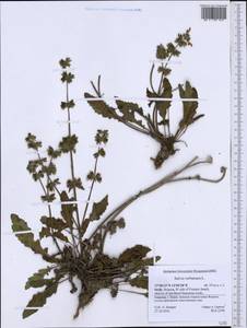 Salvia verbenaca L., Western Europe (EUR) (Italy)