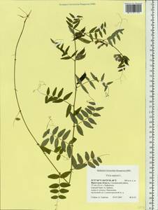 Vicia sepium L., Siberia, Baikal & Transbaikal region (S4) (Russia)