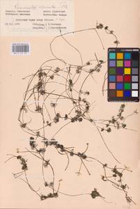 Ranunculus circinatus Sibth., Eastern Europe, Western region (E3) (Russia)