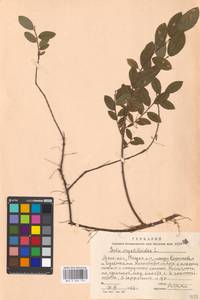 Salix myrtilloides L., Eastern Europe, Moscow region (E4a) (Russia)