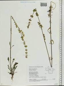 Silene borysthenica (Gruner) Walters, Eastern Europe, Central region (E4) (Russia)
