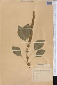 Amaranthus tricolor L., America (AMER) (Not classified)