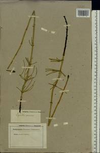 Equisetum ramosissimum Desf., Eastern Europe, Lower Volga region (E9) (Russia)