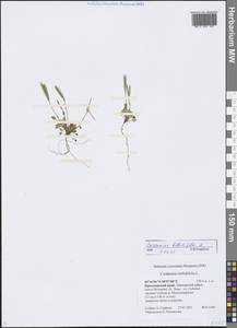 Cardamine bellidifolia L., Siberia, Central Siberia (S3) (Russia)