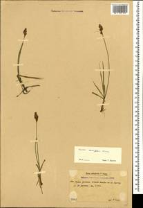 Carex pseudofoetida subsp. acrifolia (V.I.Krecz.) Kukkonen, Caucasus, South Ossetia (K4b) (South Ossetia)