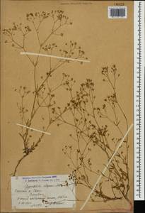 Gypsophila elegans M. Bieb., Caucasus, Armenia (K5) (Armenia)