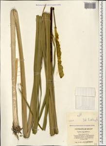 Typha angustifolia L., Caucasus, Black Sea Shore (from Novorossiysk to Adler) (K3) (Russia)