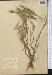 Bromus oxyodon Schrenk, Middle Asia, Karakum (M6) (Turkmenistan)