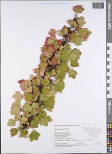 Ribes aureum Pursh, Eastern Europe, Central region (E4) (Russia)