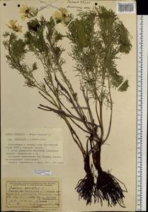 Adonis vernalis L., Siberia, Western Siberia (S1) (Russia)