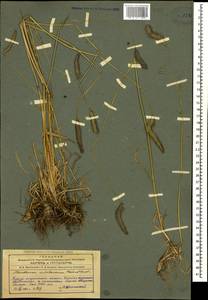 Hordeum brevisubulatum (Trin.) Link, Caucasus, Azerbaijan (K6) (Azerbaijan)