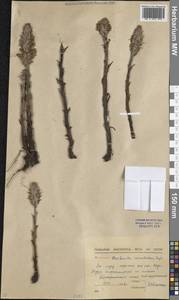 Orobanche coerulescens Stephan, Middle Asia, Northern & Central Kazakhstan (M10) (Kazakhstan)