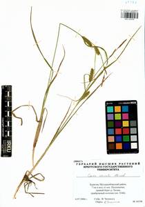 Carex vesicata Meinsh., Siberia, Baikal & Transbaikal region (S4) (Russia)