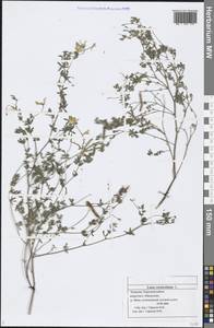 Lotus corniculatus L., Eastern Europe, Middle Volga region (E8) (Russia)
