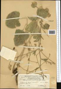 Lepidium cardiophyllum (Pavlov) Al-Shehbaz, Middle Asia, Western Tian Shan & Karatau (M3) (Kazakhstan)
