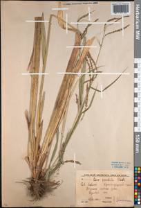Carex pendula Huds., Caucasus, Krasnodar Krai & Adygea (K1a) (Russia)