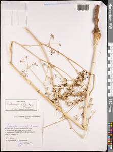 Autumnalia botschantzevii Pimenov, Middle Asia, Western Tian Shan & Karatau (M3) (Kazakhstan)
