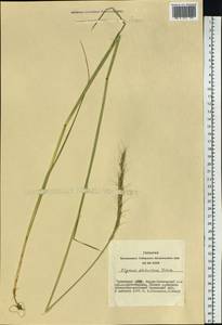 Campeiostachys dahurica (Turcz. ex Griseb.) B.R.Baum, J.L.Yang & C.Yen, Siberia, Altai & Sayany Mountains (S2) (Russia)