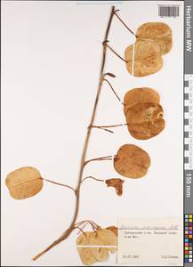 Ipomoea pes-caprae (L.) R. Br., Africa (AFR) (Seychelles)