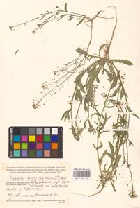 Capsella bursa-pastoris (L.) Medik., Eastern Europe, Central region (E4) (Russia)