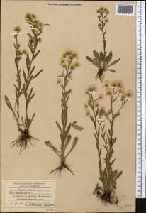 Erigeron acris L., Middle Asia, Northern & Central Kazakhstan (M10) (Kazakhstan)