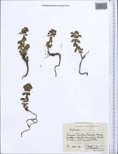 Euphorbia, Middle Asia, Western Tian Shan & Karatau (M3) (Kazakhstan)