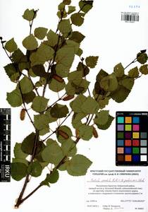 Betula pendula × pubescens, Siberia, Baikal & Transbaikal region (S4) (Russia)