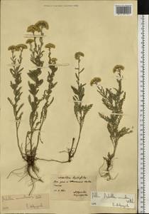 Achillea micrantha Willd., Eastern Europe, South Ukrainian region (E12) (Ukraine)